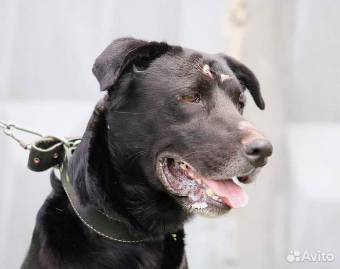 Домашняя собака попала в приют