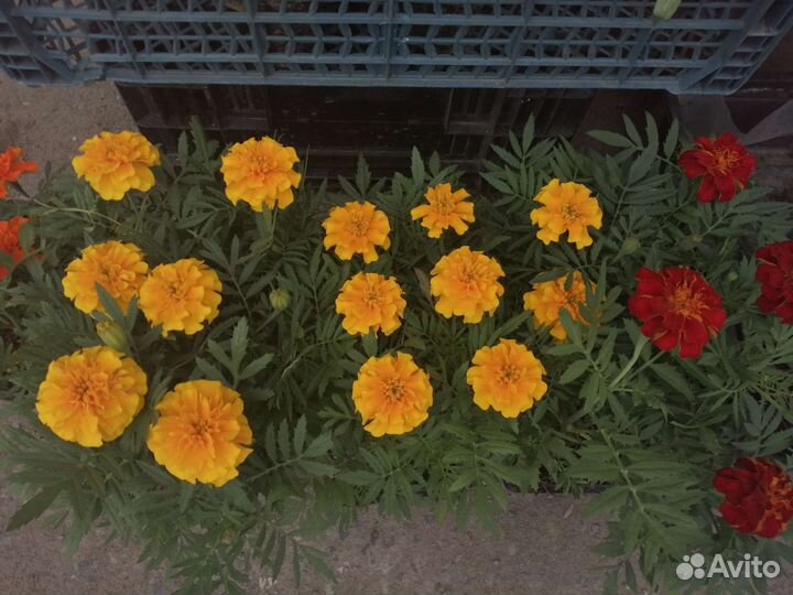 Рассада цветов