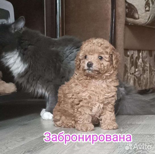 Щенки Той Пуделя