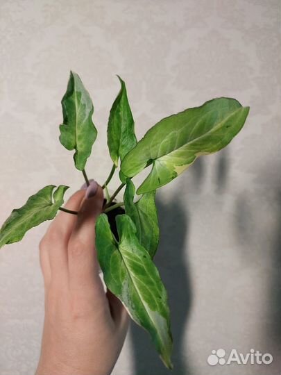 Сингониумы сортовые