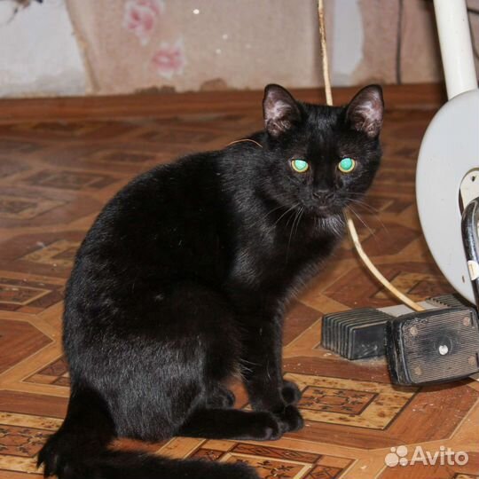 Молодой котик ищет добрые ручки