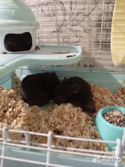 Сирийский хомяк