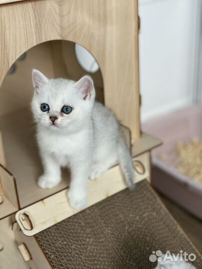 Серебристые котята