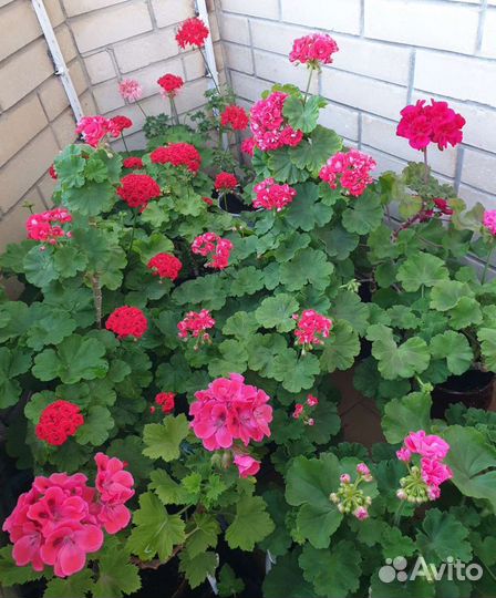 Герань/пеларгония