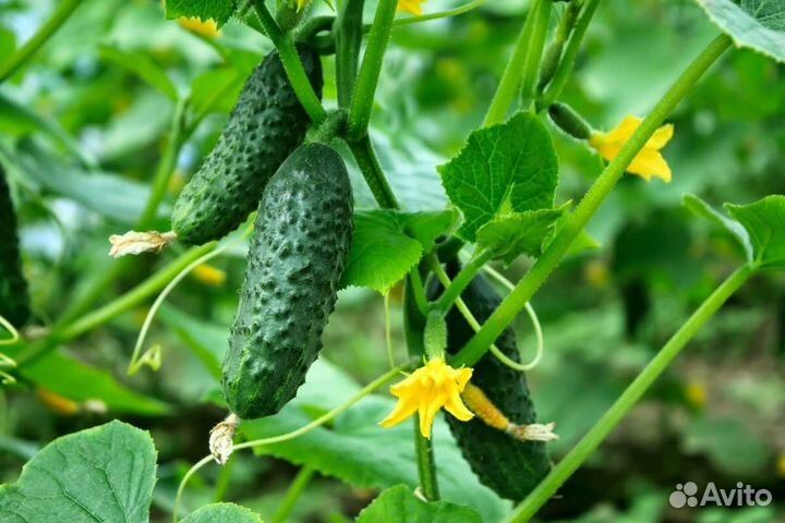 Огурцы свежие оптом