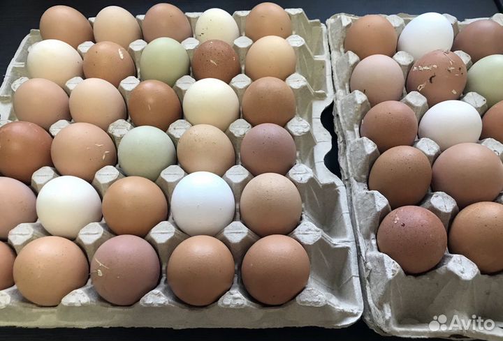 Яйцо куриное домашнее, перепелиное