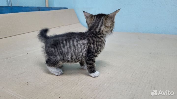 Отдам котенка