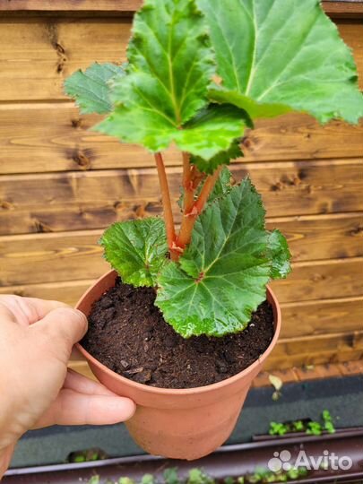 Комнатные растения цветы