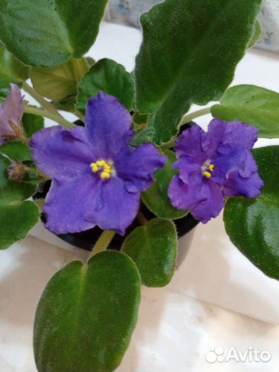 Сортовые фиалки цветущие
