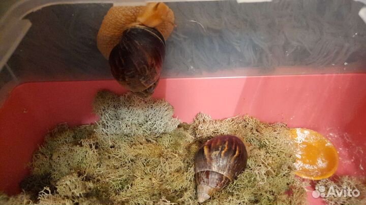 Передержка маленьких собак