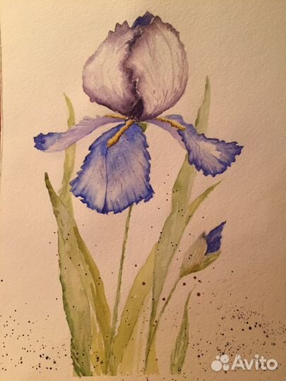 Акварельные картины Ирисы