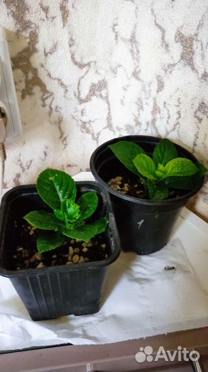 Гортензия крупнолистная саженец цветущий