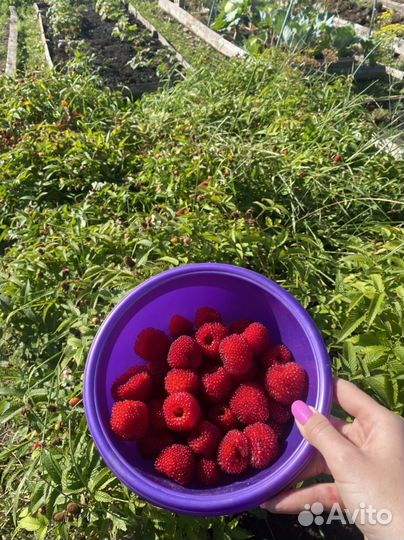 Рассада ежемалина