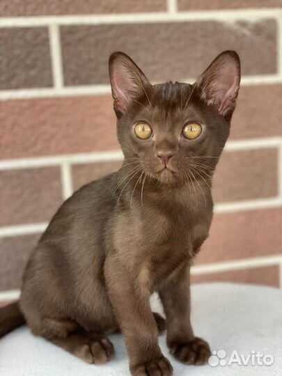 Котенок бурманская порода