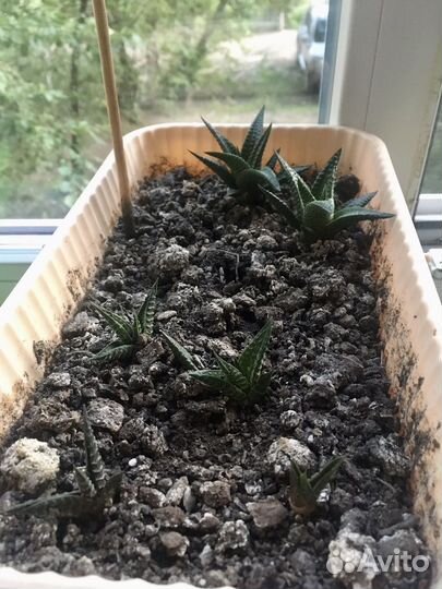 Суккуленты хавортия извилистая