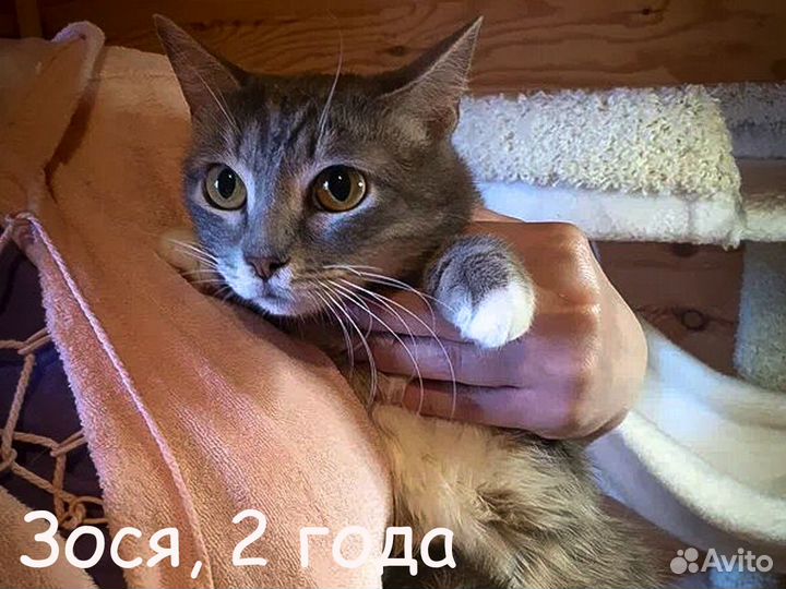 Кошечка Зося