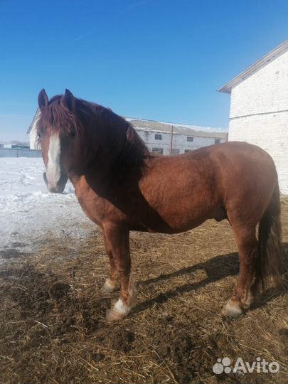 Жеребец - производитель