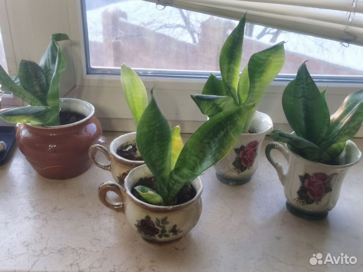 Сансевиерия ханни