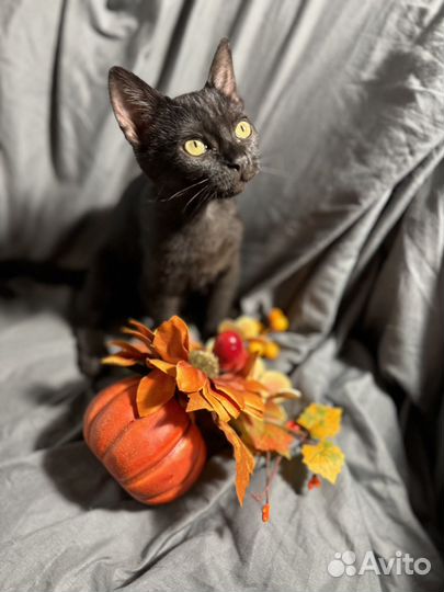 Кошка котенок Нафаня