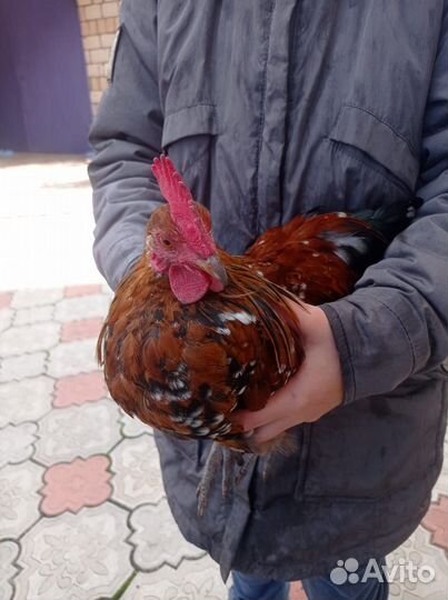 Куры бентамки