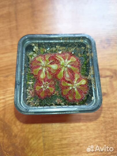 Росянка Спатулата (Drosera Spatulata Hong Kong)