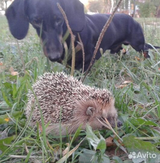 Щенки таксы стандартные