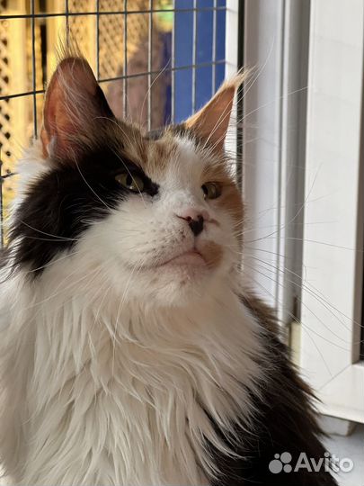 Девочка мейн кун в добрые руки