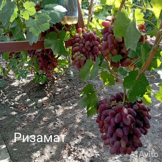 Саженцы винограда однолетние на осень 2023 г