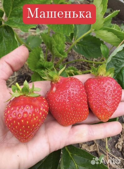 Саженцы (рассада) клубники (самые ранние сорта)