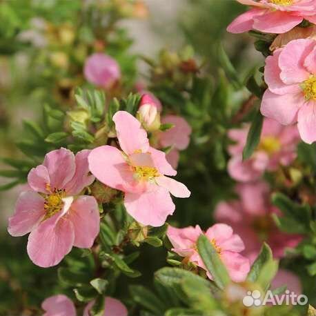 Курильский чай, лапчатка