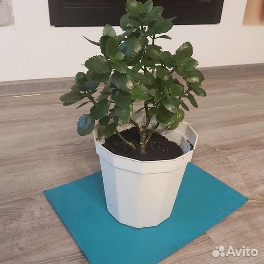 Каланхоэ