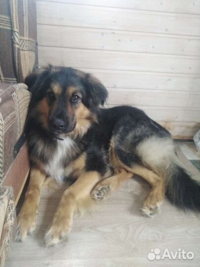 Немецкая овчарка