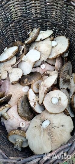 Грибы грузди свежие