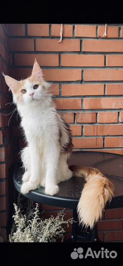 Мейн-кун котята