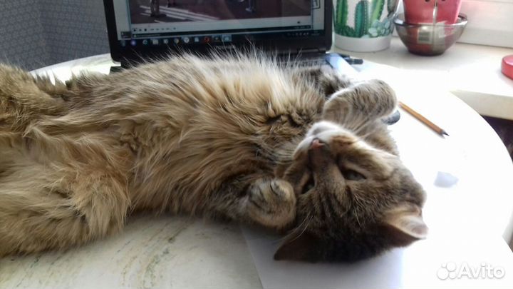 Кот Василёк