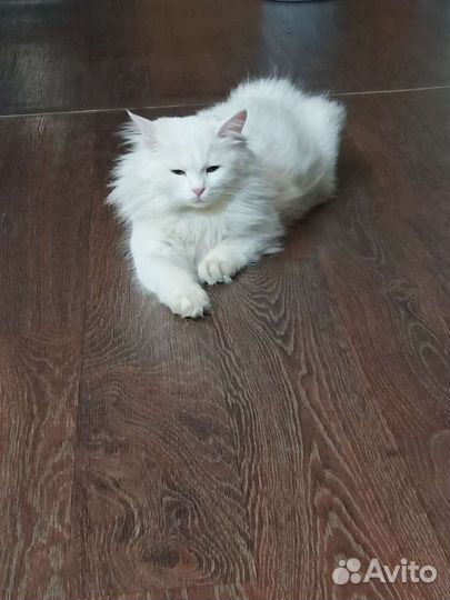 Кошки