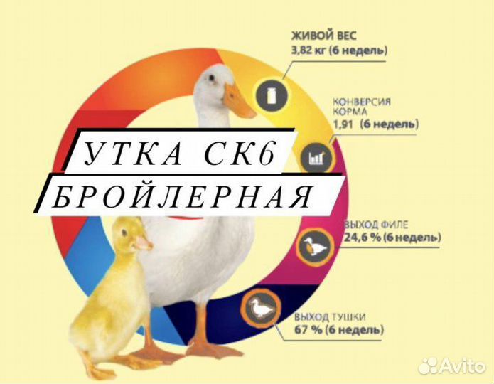 Яйцо супер скороспелой утки SK 6