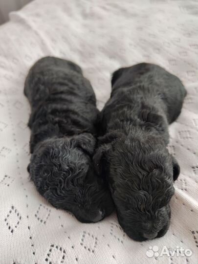 Миниатюрный пудель щенки