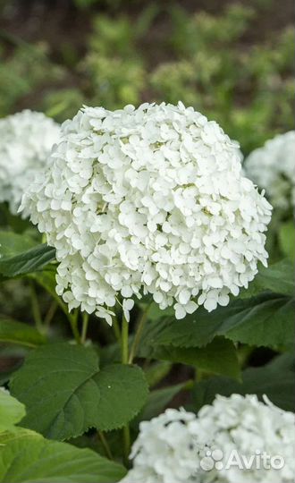 Гортензия древовидная