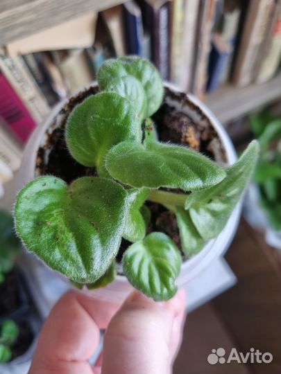 Фиалки обмен