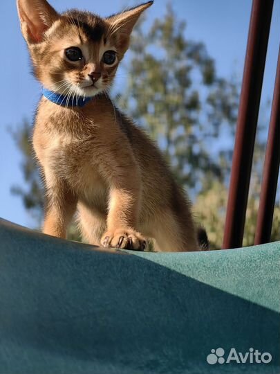 Абиссинские котята