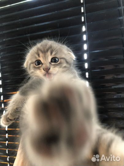 Шотландская