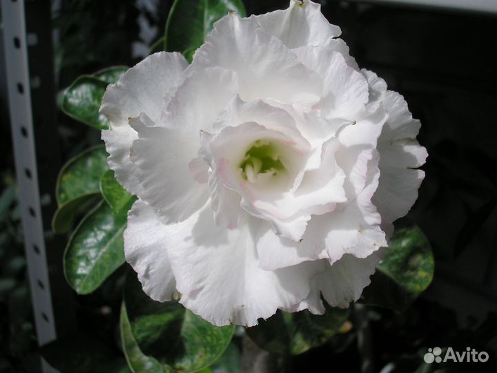 Адениум сорт Маркиза, Porcelain 2 и Ploy Prakai