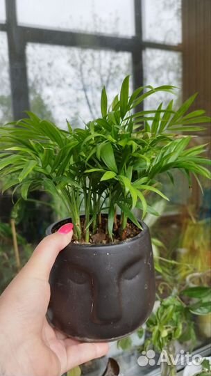 Хамедорея пальма