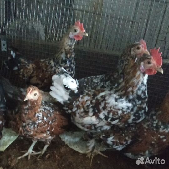 Петушки ситцевой бентамки