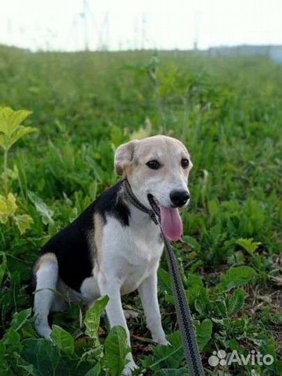 Славная Ладушка ищет дом в добрые руки