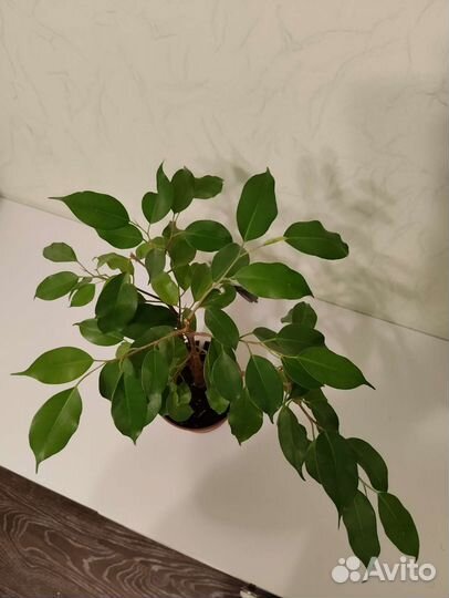 Фикус Бенджамина