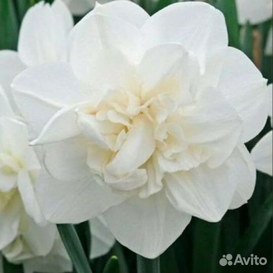Нарцисс махровый, сортовой и Гравилат многолетний