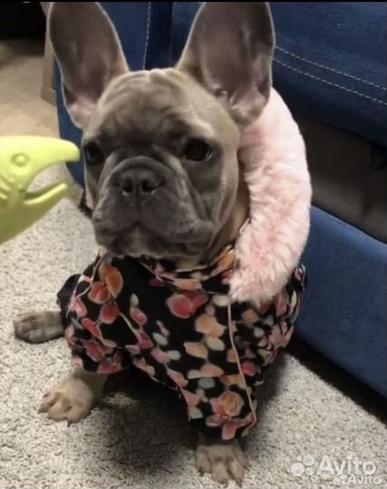 Зимний костюм для собак