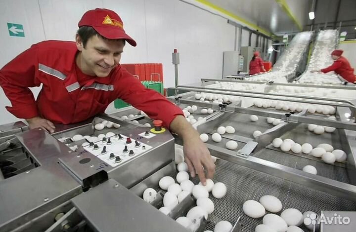 Упаковщик куриных яиц на птицефабрику Вахта